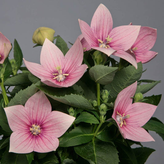 'Fuji Pink' Balloon Flower