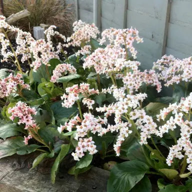 Bergenia - 'Snowtime' White