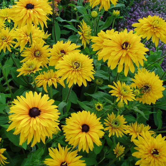'Goldquelle' Double Black-Eyed Susan