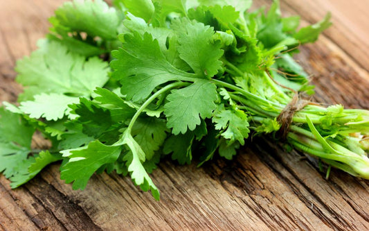 Herbs - Coriander / Cilantro