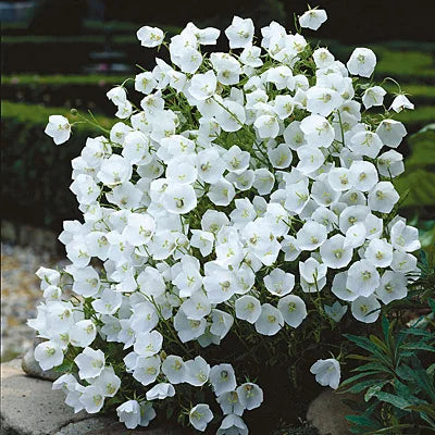 'White Clips' Bellflower