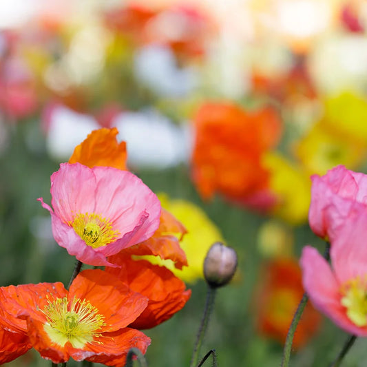 'Champagne Bubbles' Iceland Poppy