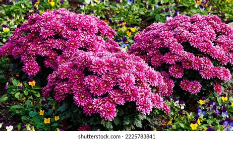 Chrysanthemum 'Morden Fiesta' Hardy Mum