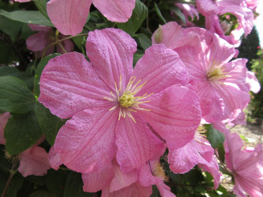 Clematis - 'Comtesse de Bouchaud' Pink