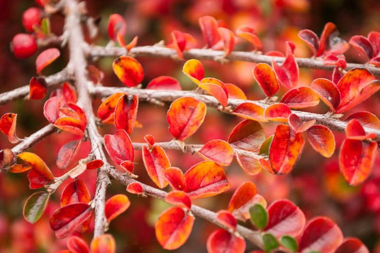 Cotoneaster Hedge