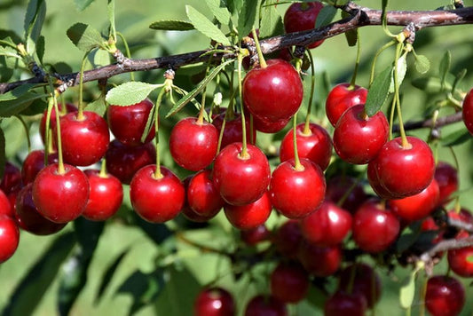 'Crimson Passion' Dwarf Sour Cherry