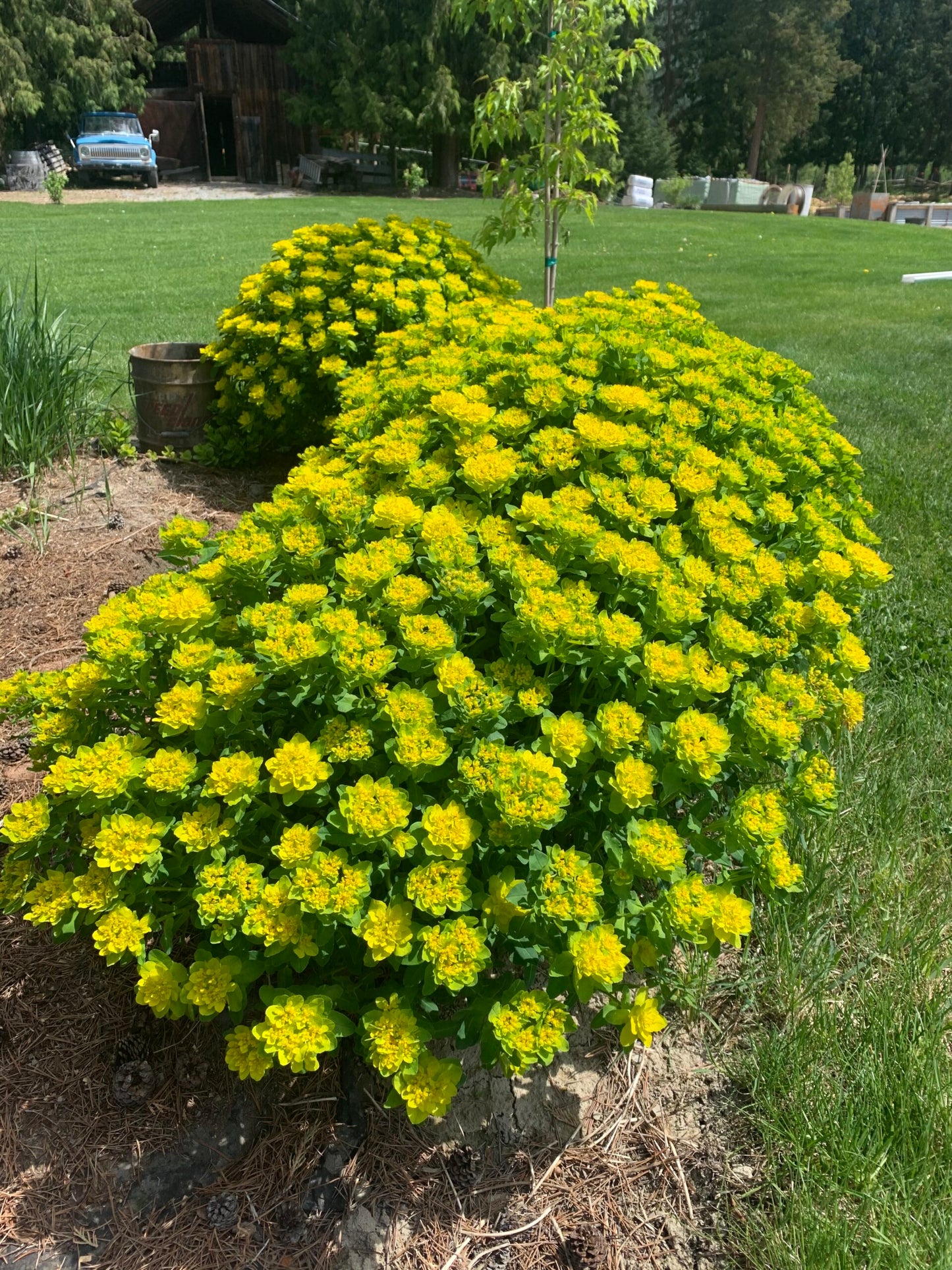 Cushion Spurge