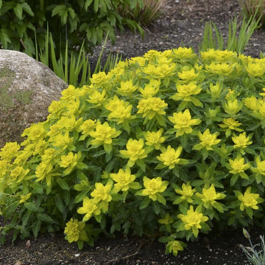 Cushion Spurge