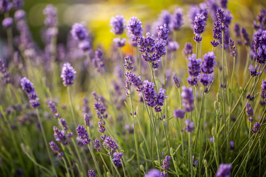 English Lavender - Munstead