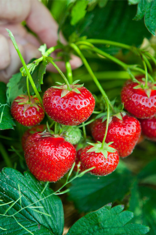 'Kent' Strawberry