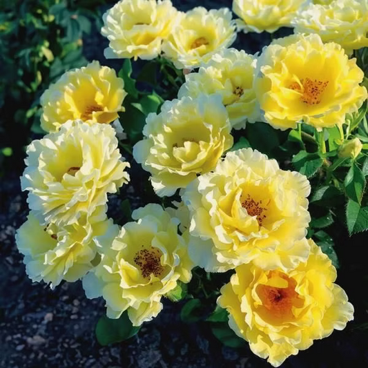 'Yukon Sun'  Rose