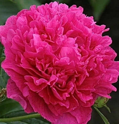 'Felix Krause' Peony Double Red