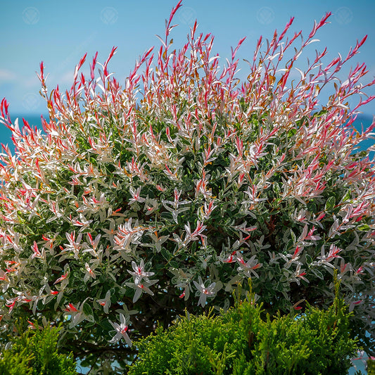 'Flamingo' Willow