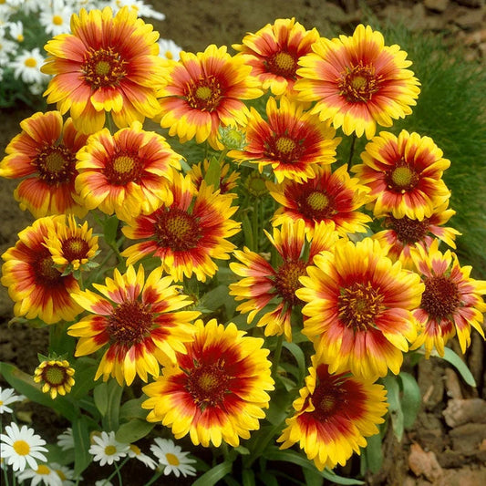 'Goblin' Blanket Flower