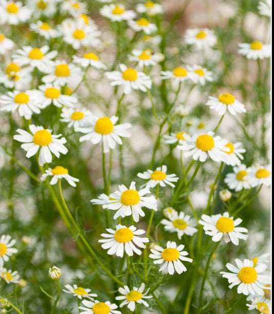 Herbs - Chamomile