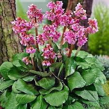 Bergenia 'Cambridge Rose' / Heartleaf