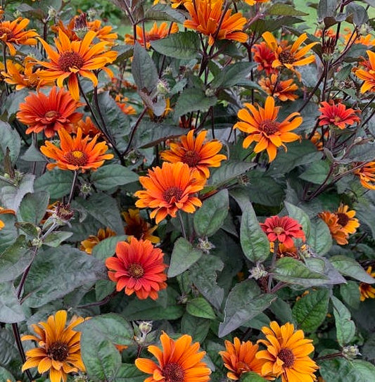 'Bleeding Hearts' False Sunflower