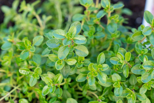 Common Thyme