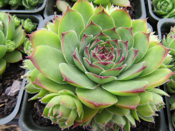 Hens & Chicks