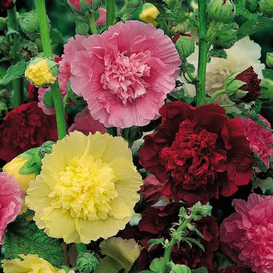 'Chatter's Double' Hollyhock