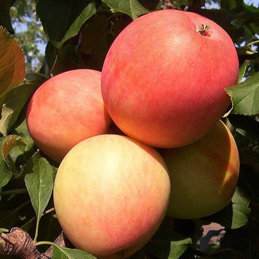 'Odyssey' Apple