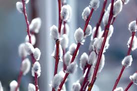 Native Pussy Willow