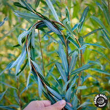 'Canyon Blue Arctic' Willow