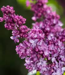 'Virtual Violet' Lilac