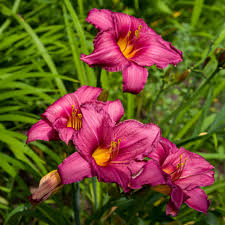'Purple D'Oro' Daylily