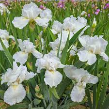 'Immortality' Bearded Iris
