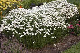 'Peter Cottontail' Yarrow