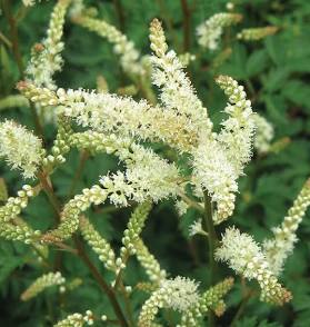 Dwarf Goatsbeard