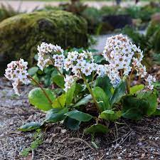 Bergenia - 'Snowtime' White