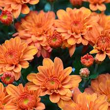 Chrysanthemum 'Morden Delight' Hardy Mum