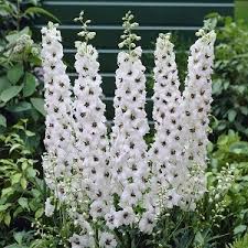 Delphinium - 'Percival' Larkskpur