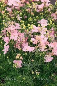 'Summer Morning' Dwarf Larkspur