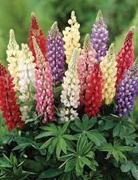 'Minarette' Lupin / Bluebonnet Mix