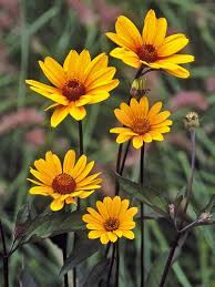 'Summer Nights' False Sunflower