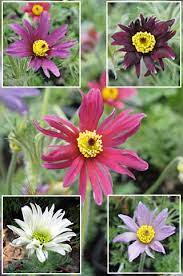 'Papageno' Pasque Flower / Crocus