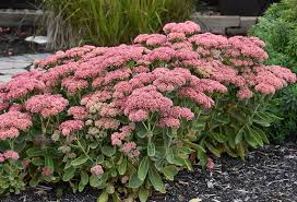 'Autumn Fire' Stonecrop