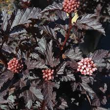 'Panther' Ninebark