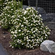 Potentilla - 'Morden Snow'