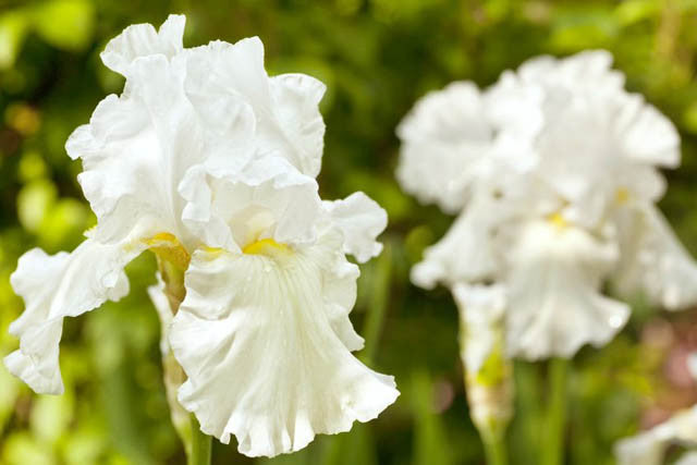 'Immortality' Bearded Iris