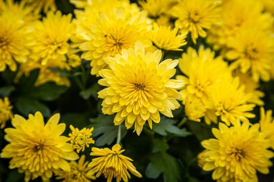 Chrysanthemum 'Morden Canary' Hardy Mum