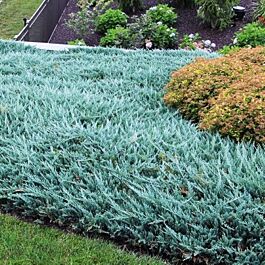 'Blue Chip' Spreading Juniper