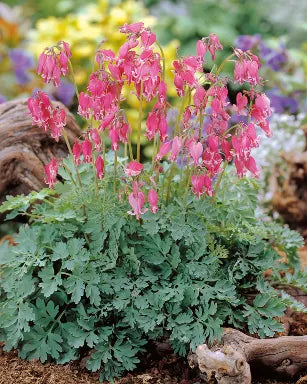 Bleeding Heart - Common Pink