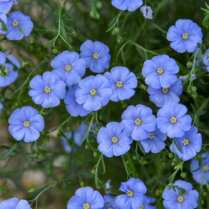 Blue Perennial Flax