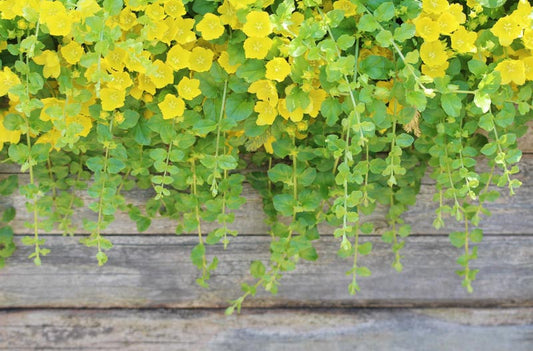 'Goldilocks' Creeping Jenny