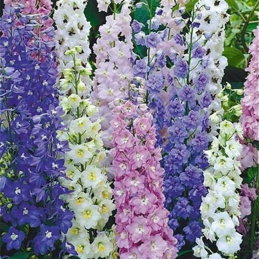 Delphinium - 'Blue Fountain' Larkspur