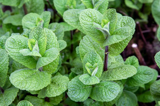 'Mojito' Mint